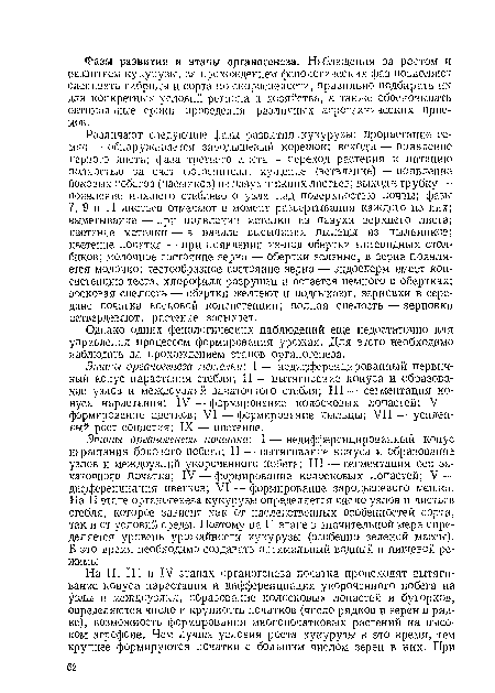 Различают следующие фазы развития кукурузы: прорастание семян — обнаруживается зародышевый корешок; всходы — появление первого листа; фаза третьего листа — переход растения к питанию полностью за счет фотосинтеза; кущение (ветвление) — появление боковых побегов (пасынков) из пазух нижних листьев; выход в трубку — появление нижнего стеблевого узла над поверхностью почвы; фазы 7, 9 и 11 листьев отмечают в момент развертывания каждого из них; выметывание — при появлении метелки из пазухи верхнего листа; цветение метелки — в начале высыпания пыльцы нз пыльников; цветение початка — при появлении из-под обертки нитевидных столбиков; молочное состояние зерна — обертки зеленые, в зерне появляется молочко; тестообразное состояние зерна — эндосперм имеет консистенцию теста, хлорофилл разрушен и остается немного в обертках; восковая спелость — обертки желтеют и подсыхают, зерновки в середине початка восковой консистенции; полная спелость — зерновки затвердевают, растение засыхает.