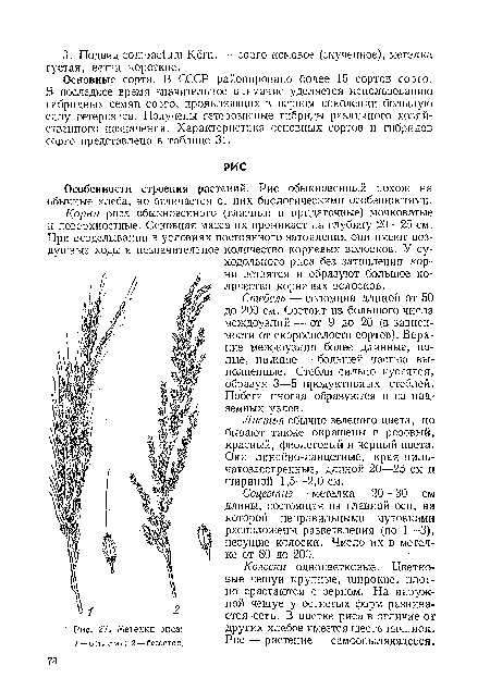 Особенности строения растений. Рис обыкновенный похож на обычные хлеба, но отличается от них биологическими особенностями.