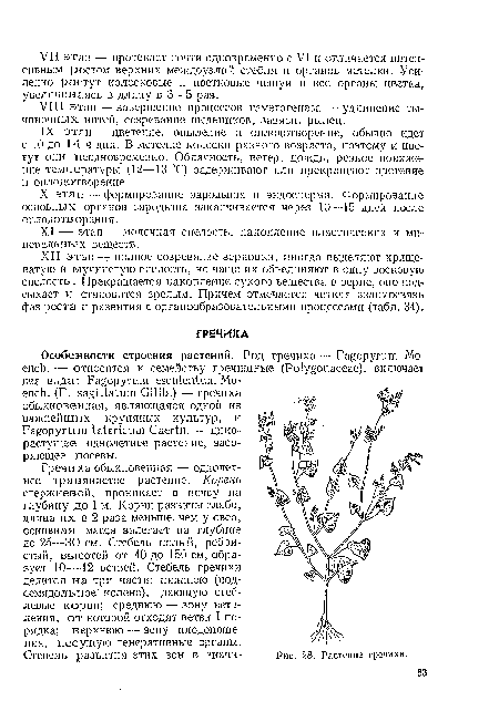 Гречиха обыкновенная — однолетнее травянистое растение. Корень стержневой, проникает в почву на глубину до 1 м. Корни развиты слабо, длина их в 2 раза меньше, чем у овса, основная масса залегает на глубине до 25—30 см. Стебель полый, ребристый, высотой от 40 до 150 см, образует 10—12 ветвей. Стебель гречихи делится на три части: нижнюю (под-семядолы-юе колено), дающую стеблевые корни; среднюю —■ зону ветвления, от которой отходят ветви I порядка; верхнюю — зону плодоношения, несущую генеративные органы.