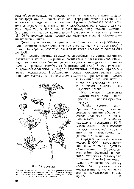 Плоды гречихи — трехгранные орешки, покрытые довольно прочной оболочкой. Масса 1000 семян 18—32 г, пленчатость 16—30 %. Масса зародыша составляет 10 "о массы семени. Семя состоит из двух семядолей, выносящихся на поверхность, корешка и эндосперма.