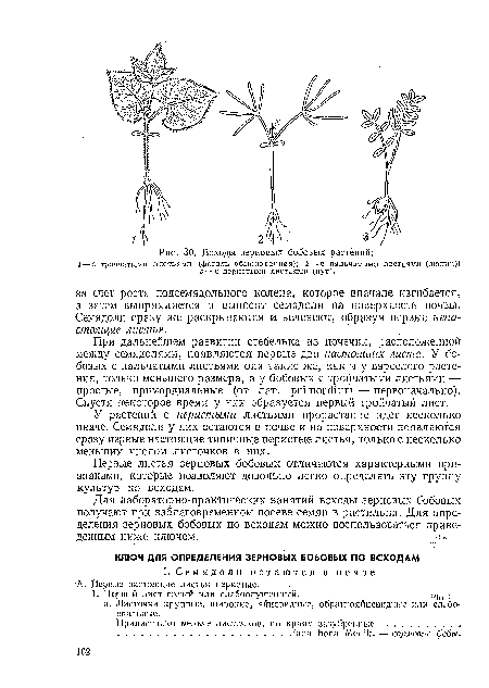 Первые листья зерновых бобовых отличаются характерными признаками, которые позволяют довольно легко определять эту группу культур по всходам.