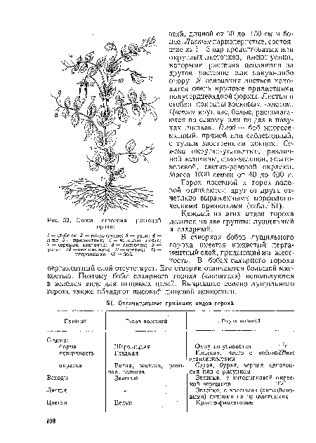 Горох посевной и горох полевой отличаются друг от друга отчетливо выраженными морфологическими признаками (табл. 51). Каждый из этих видов гороха Рис. 32. Схема строения растений делится на две группы: лущильный гороха: и сахарный.