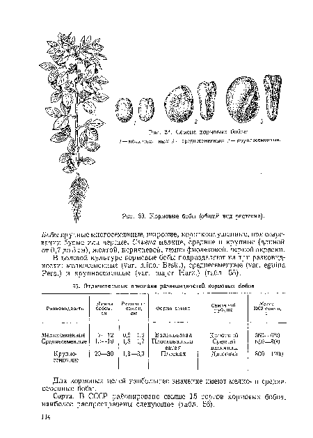 Кормовые бобы (общий вид растения).