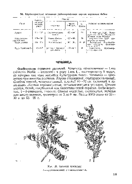 Веточки чечевицы