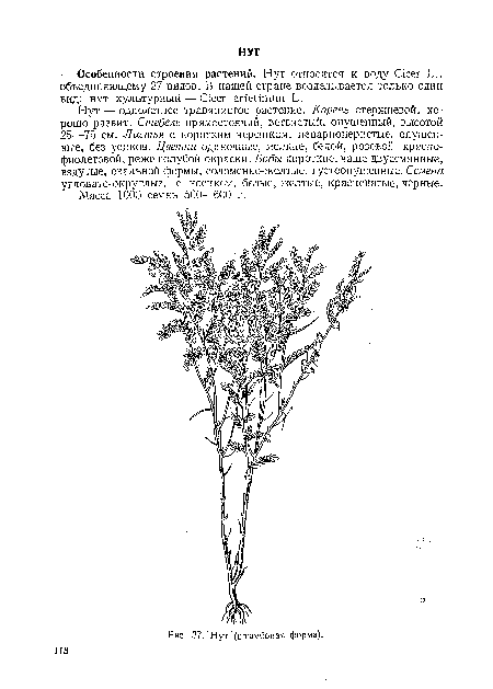 Нут (штамбовая форма).