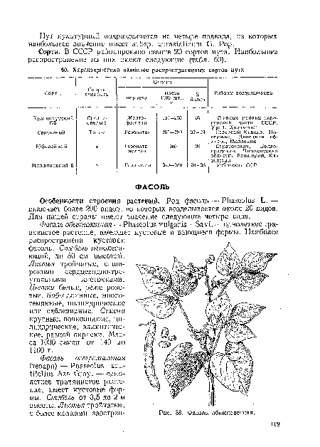 Особенности строения растений. Род фасоль — Phaseolus L. —■ включает более 200 видов, из которых возделывается около 20 видов. Для нашей страны имеют значение следующие четыре вида.