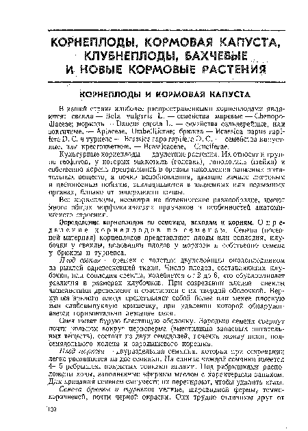 Культурные корнеплоды — двулетние растения. Их относят к группе геофитов, у которых эпикотиль (головка), гипокотиль (шейка) и собственно корень превратились в органы накопления запасных питательных веществ, а почки возобновления, дающие начало листовым и цветоносным побегам, закладываются в надземных или подземных органах, близко от поверхности почвы.