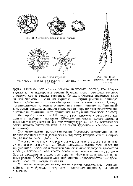 Плод (стручок) турнепса с семенами.