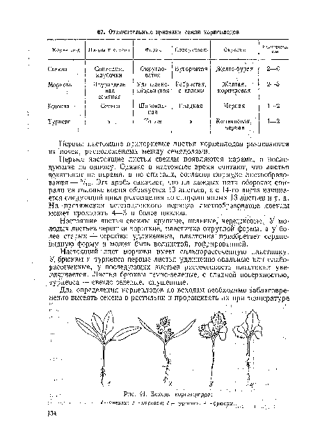 Первые настоящие листья свеклы появляются парами, а последующие по одному. Однако в настоящее время считают, что листья возникают не, парами, а по спирали, согласно формуле дистообразо-вания — 5/13. Эта дробь означает, что на каждых пяти оборотах спирали на головке корня образуется 13 листьев, а с 14-го листа начинается следующий цикл размещения по спирали новых 13 листьев и. т. д. На -протяжении вегетационного периода листообразование .свеклы может проходить 4—5 и более циклов. . .