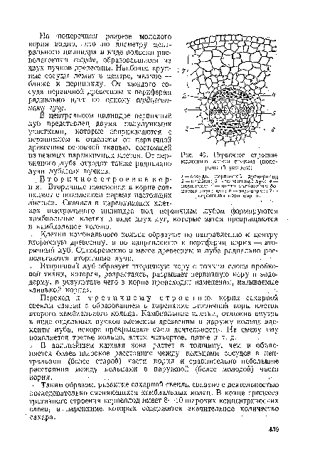 Втор и ч мое строе н и е ко р-н я. Вторичные изменения в корне совпадают с появлением первых настоящих листьев. Сначала в паренхимных клетках центрального цилиндра под первичным лубом формируются камбиальные клетки в виде двух дуг, которые затем превращаются в камбиальное кольцо.