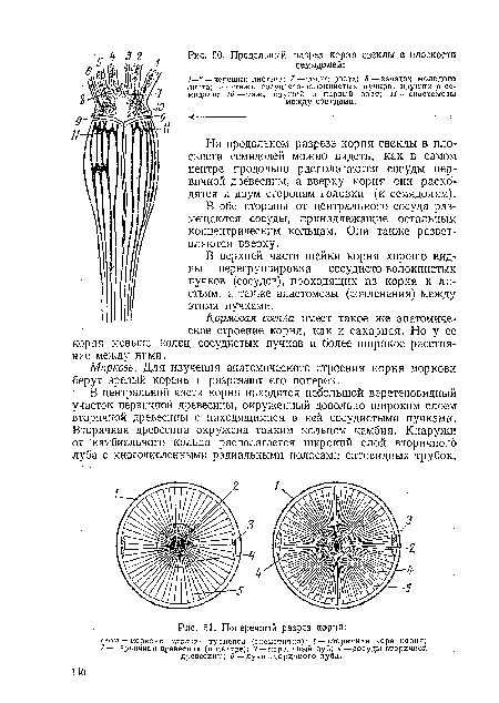 Поперечный разрез корня