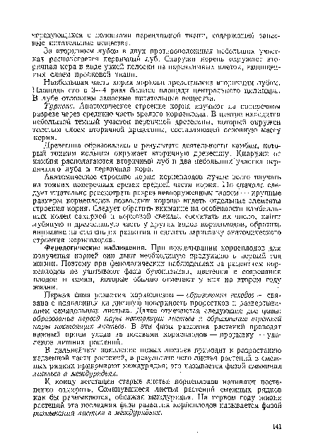 Первая фаза развития корнеплодов — образование всходов — связана с появлением на дневную поверхность проростков и развертыванием семядольных листьев. Далее отмечаются следующие две фазы: образование первой пары настоящих листьев и образование третьей пары настоящих листьев. В эти фазы развития растений проводят важный прием ухода за посевами корнеплодов — прорывку — удаление лишних растений.