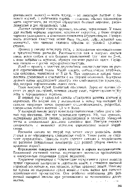 В первый год у сахарной свеклы образуются розетка листьев и корнеплод. На второй год у высаженных в почву корнеплодов’из спящих пазушных почек вырастают сильноветвящиеся, ребристые, цветоносные побеги высотой 1,5 м и более. ..