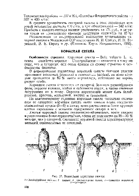 По анатомическому строению кормовая свекла несколько отличается от сахарной; кормовая свекла имеет меньше колец сосудистоволокнистых пучков (5—8) и между ними расположены более крупные клетки паренхимы с меньшим содержанием сахара в них.