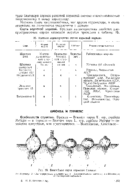Важнейшие сорта кормовой брюквы
