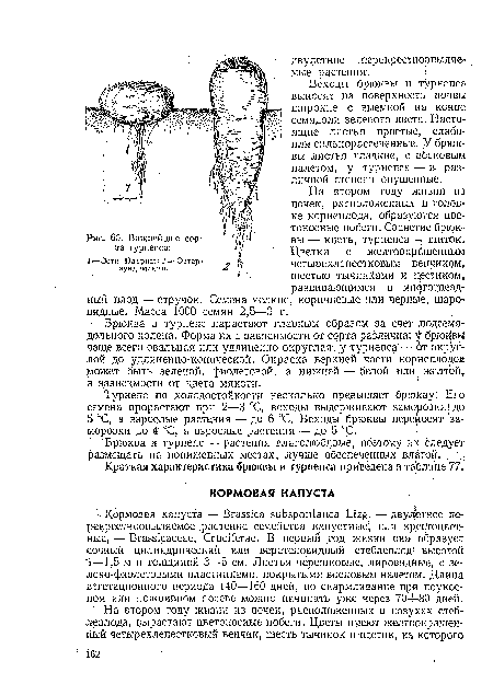 Важнейшие сорта турнепса