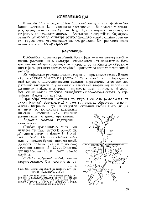 Особенности строения растений. Картофель — многолетнее клубненосное растение, но в культуре используется как однолетнее. Весь его жизненный цикл, начиная от прорастания клубня и до образования и формирования зрелых клубней, проходит за один вегетационный период.