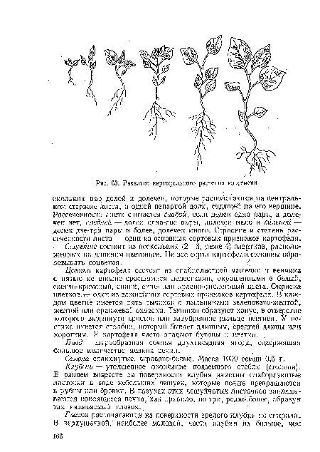 Цветки картофеля состоят из спайнолистной чашечки и венчика с пятью не вполне сросшимися лепестками, окрашенными в белый, светло-кремовый, синий, сине- или красно-фиолетовый цвета. Окраска цветков.тт-, один из важнейших сортовых признаков- картофеля. В каждом цветке имеется пять тычинок с пыльниками зеленовато-желтой желтой или оранжевой окраски. Тычинки образуют конус, в отверстие которого выдвинуто простое или зазубренное рыльце пестика. У пестика имеется столбик, который бывает длинным, средней длины или коротким. У картофеля часто опадают бутоны и цветки.