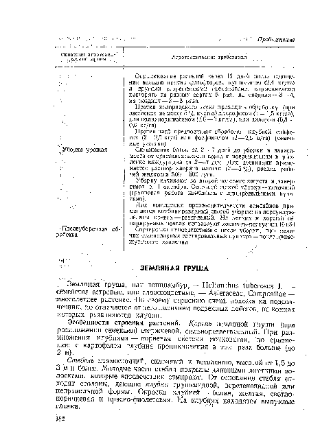 Земляная. груша, или топинамбур, — Helianthus tuberosus L.— семейства астровые, или сложноцветные, —Asteraceae, Compositae— ■многолетнее растение. По своему строению очень похожа на подсолнечник, но отличается от него наличием подземных побегов, на концах которых развиваются клубни.