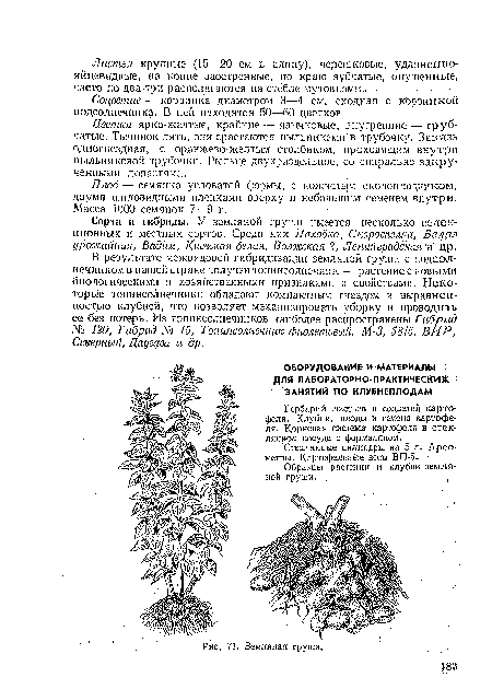 Цветки ярко-желтые, крайние — язычковые, внутренние — трубчатые. Тычинок пять, они срастаются пыльниками ¡в трубочку. Завязь одногнездная, с оранжево-желтым столбиком, проходящим внутри пылышковон трубочки. Рыльце двухраздельиое, со спирально закрученными лопастями.