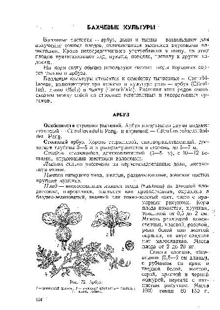 Плод — многосемянная ложная ягода (тыквина) на длинной плодоножке, шаровидная, овальная или продолговатая, окрашена в бледно-зеленоватый, зеленый или темно-зеленый цвет, часто с мраморным рисунком. Кора плода кожистая, хрупкая, толщиной от 0,5 до 2 см. Мякоть различной консистенции, красной, розовой, реже белой или желтой окраски, на вкус сладкая или малосладкая. Масса плода от 2 до 20 кг.