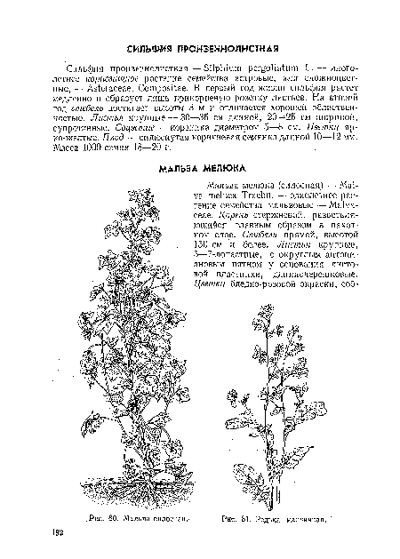 Редька масличная.