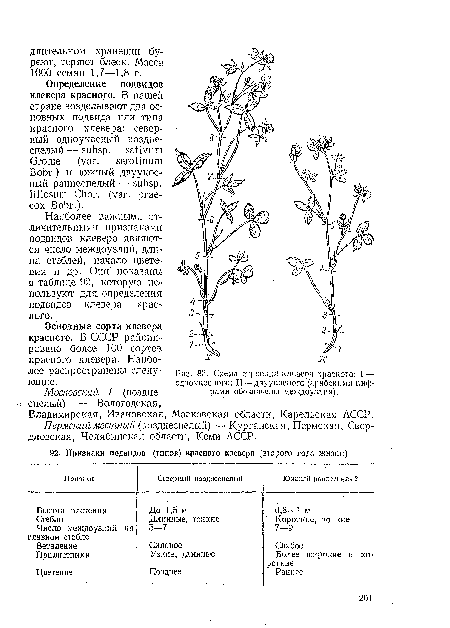 Схема строения клевера красного