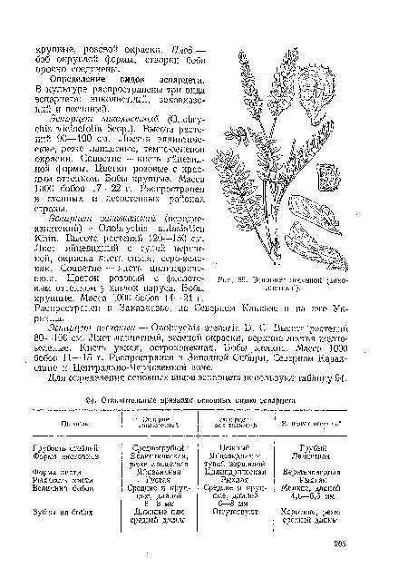 Эспарцет песчаный — Onobrychis arenaria D. С. Высота растений 30—100 см. Лист ланцетный, зеленой окраски, верхние листья желто-зеленые. Кисть узкая, остроконечная. Бобы мелкие. Масса 1000 бобов 11--15 г. Распространен в Западной Сибири, Северном Казахстане п Центрально-Черноземной зоне.