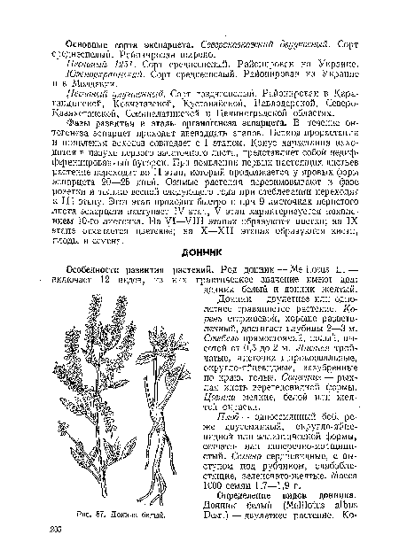 Плод — односемянный боб, реже двусемянный, округло-яйцевидной или эллиптической формы, сетчато- или поперечно-морщинистый. Семена сердцевидные, с выступом под рубчиком, слабоблестящие, зеленовато-желтые. Масса 1000 семян 1,7—1,9 г.