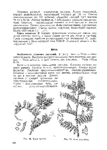 Вика — однолетнее травянистое растение. Корневая система хорошо развита. Стебель тонкий, сильнополегающий. Листья парноперистые. Листочки продолговато-линейные, овально-удлиненные. Соцветие — многоцветковая кисть или цветки, располагаются чаще по два в пазухах листьев. Цветки крупные и средней крупности, лилово-пурпурные, фиолетово-синие.