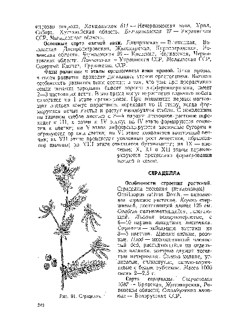 Сорта сераделлы. Скороспелая 3587 — Брянская, Житомирская, Ро-венская области’; Столбцовская местная — Белорусская ССР.