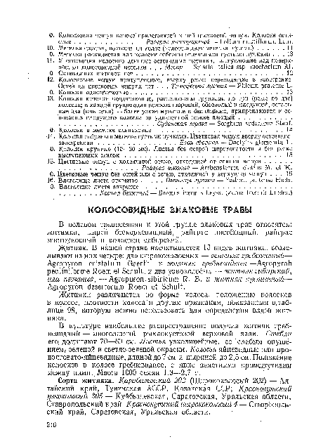 Житняки различаются по форме колоса, положению колосков в колосе, плотности колоса "и другим признакам, показанным в.таб-лице 98, которую можно использовать для определения видов житняка.