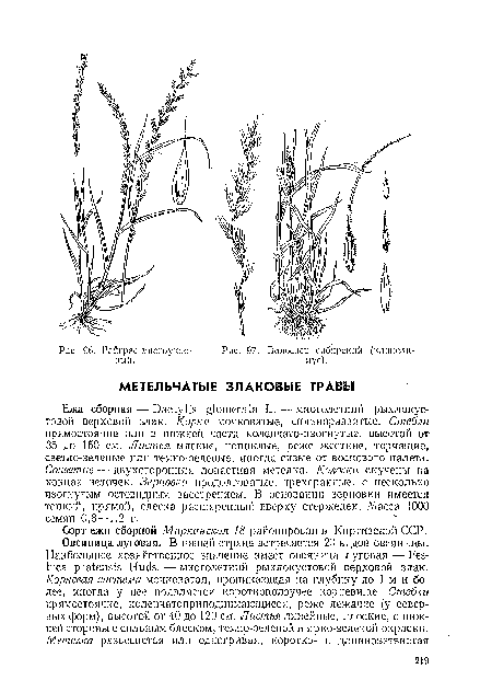 Ежа сборная — Dacty I is glouierata L. -.многолетний рыхлокустовой верховой злак. Корни мочковатые, сильноразвитые. Стебли прямостоячие или в нижней части коленчато-изогнутые, высотой от 35 до 150 см. Листья мягкие, пониклые, реже жесткие, торчащие, светло-зеленые или темно-зеленые, иногда сизые от воскового налета. Соцветие — двухсторонняя лопастная метелка. Колоски скучены на концах веточек. Зерновки продолговатые, трехгранные, с несколько изогнутым остевидным заострением. В основании зерновки имеется тонкий, прямой, слегка расширенный вверху стерженек. Масса 1000 семян 0,8—1,2 г.