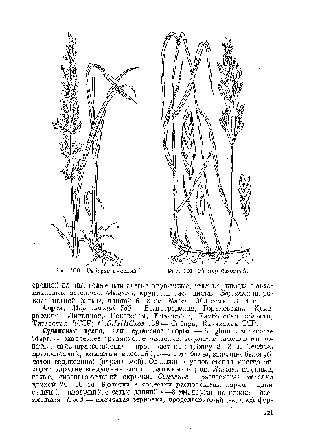 Сорта. Моршанский 760— Волгоградская, Горьковская, Кемеровская, Липецкая, Псковская, Рязанская, Тамбовская области, Татарская АССР; СибНЙИСхоз 189 — Сибирь, Казахская ССР.