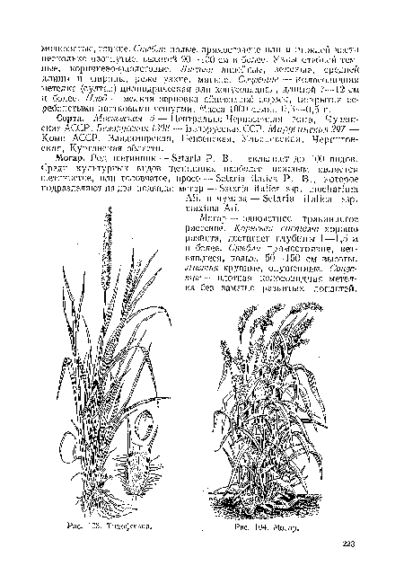 Могар. Род щетинник — Setaria Р. В,-.включает до ]00 видов.