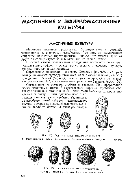 Семена и плоды масличных растений