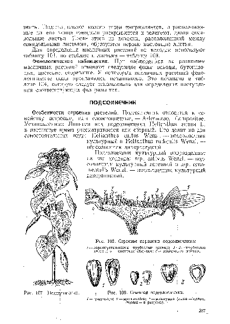 Строение корзинки подсолнечника