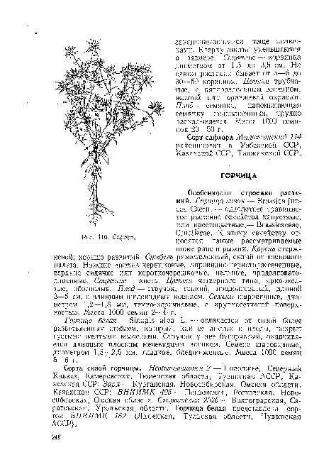 Горчица белая — Sinapis alba L. — отличается от сизой более разветвленным стеблем, который, как ее лнстья и плоды, покрыт густыми желтыми волосками. Стручок у нее бугорчатый, оканчивается длинным плоским мечевидным иоспком. Семена шаровидные, диаметром 1,8—2,5 мм, гладкие, бледно-желтые. Масса 1000 семян 5—6 г.