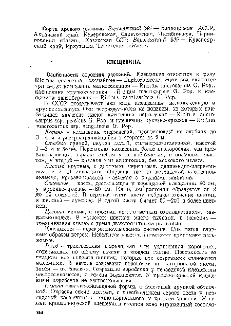 Соцветие — кисть, достигающая у персидской клещевины 80 см, у кроваво-красной — 60 см. На одном растении образуется от 2 до 12 соцветий. В верхней части кисти собраны женские цветки, в нижней — мужские. В одной кисти бывает 50—200 и более цветков .