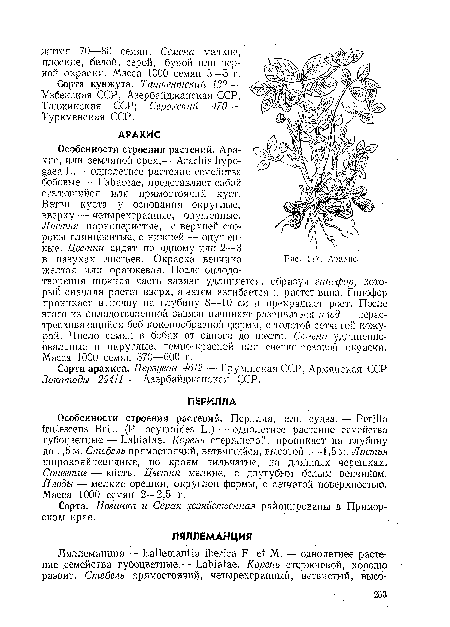 Особенности строения растений. Арахис, или земляной орех,— Arachis hypo-gaea L.— однолетнее растение семейства бобовые — Fabaceae, представляет собой стелющийся или прямостоячий куст.