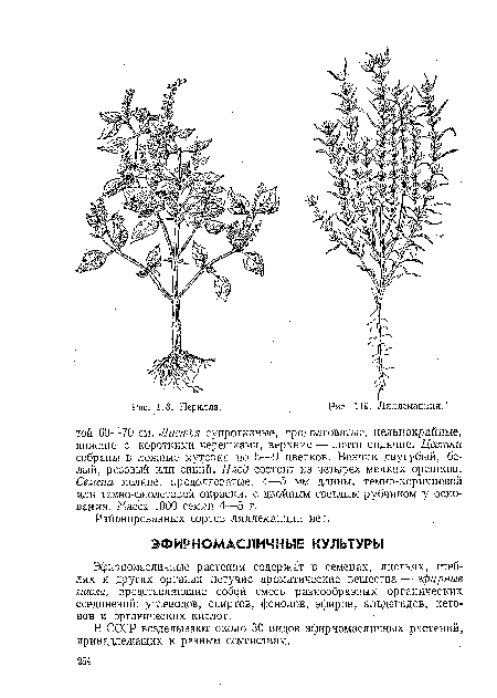 Эфирномасличные растения содержат в семенах, листьях, стеблях и других органах летучие ароматические вещества — эфирные масла, представляющие собой смесь разнообразных органических соединений: углеводов, спиртов, фенолов, эфиров, альдегидов, кето-нов и органических кислот.