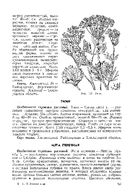 Сорта. Алексеевский 38 — Белгородская, Воронежская области; Местный — Белгородская область.