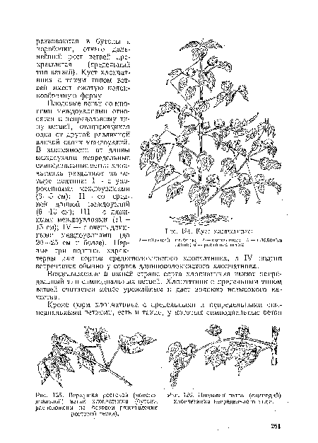 Верхушка ростовой (монопо-диальной) ветви хлопчатника (бутоны расположены на боковом разветвлении ростовой ветви).