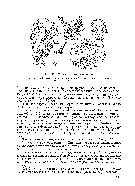 Фенологические наблюдения. При фенологических наблюдениях за посевами хлопчатника обычно отмечают следующие фазы: всходы, бутонизация, цветение и созревание.