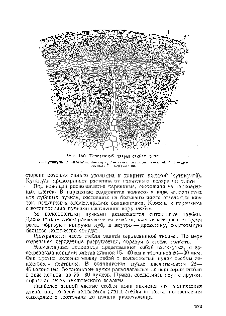 Центральная часть стебля занята сердцевинной тканью. По мере созревания сердцевина разрушается, образуя в стебле полость.