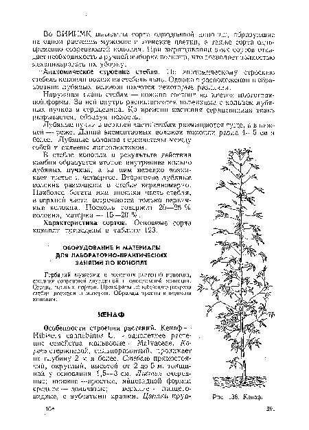 Анатомическое, строение стебля. По анатомическому строению стебель конопли похож на стебель льна. Однако в расположении и образовании лубяных волокон имеются некоторые различия.