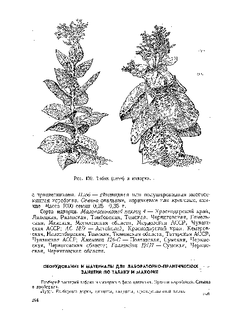 Гербарий растений табака и махорки в фазе цветения. Зрелые коробочки. Семена в пробирках.