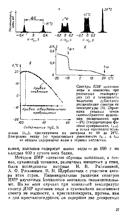 Спектры ЯМР протонов воды в коллагене при различных температурах (а) и зависимость величины дублетного расщеплении спектра от температуры (б). Стрелками указаны точка скачкообразного изменения расщепления при —9°С (твердотельное фазовое превращение, ¿ф.п) и точка окончания плав-: интервал от 10 до 21°С.