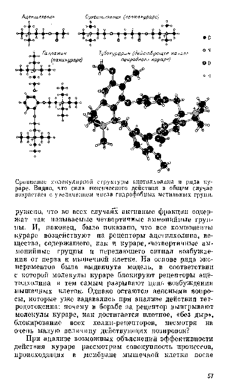 Сравнение .молекулярной сгрушуры ацетилхолипа п ряда кураре. Видно, что сила токсического действия в общем случае возрастав! с увеличением числа гидрофобных метальных групп.