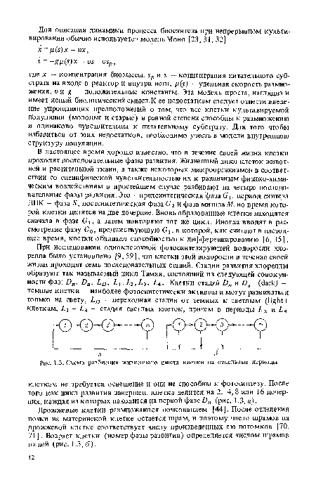 Схема разбиения жизненного цикла клетки на отдельные периоды